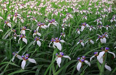 《城市：天际线2》不支持Steam创意工坊 将为主机平台提供Mod